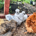 Seidenhuhn Bruteier 6 Stück