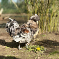 6x Paduaner Bruteier